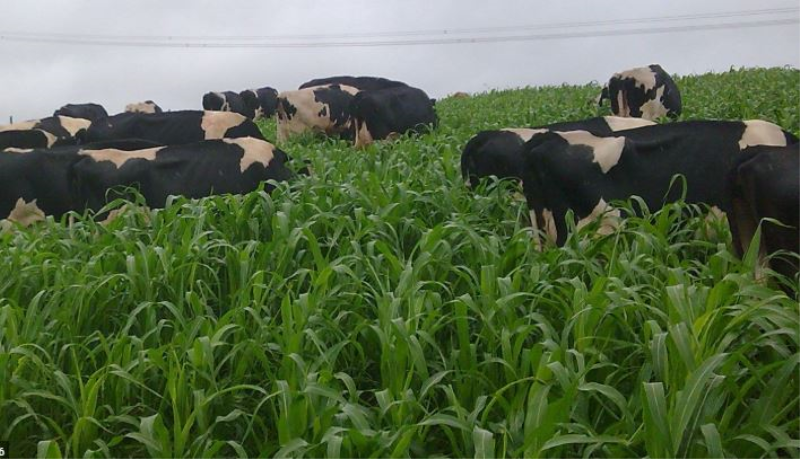 Produtores Rurais do setor leiteiro terão auxílio para formação de pasto forrageiro